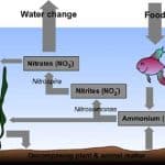 aquarium nitrogen cycle