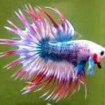 crown double tail betta