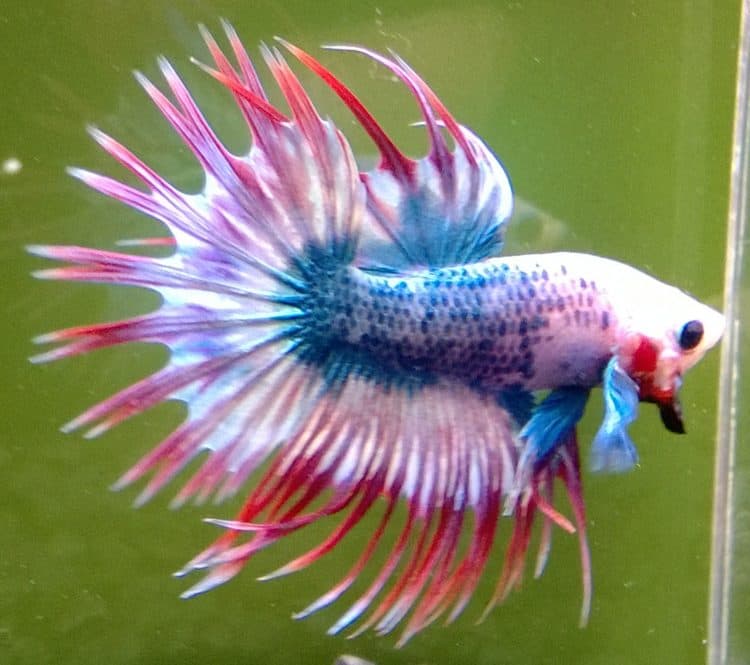 crown double tail betta