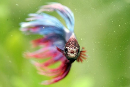 happy betta fish