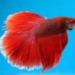 red crowntail betta fish