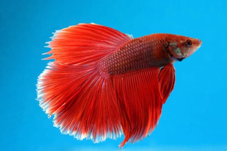 red crowntail betta fish