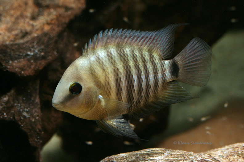 Archocentrus spilurus