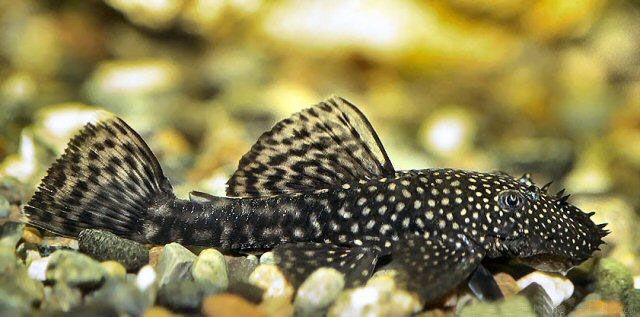 BRISTLENOSE CATFISH