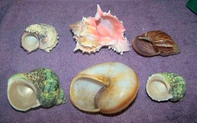 Brevis Shells Openings