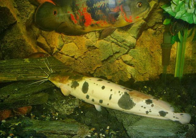 albino walking catfish