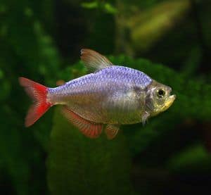 The Columbian Tetra - Fish Care