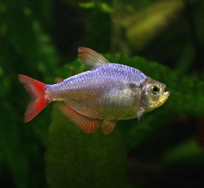 The Columbian Tetra - Fish Care