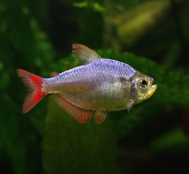 The Columbian Tetra Fish Care