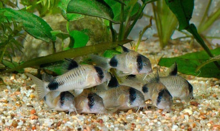 Corydoras panda