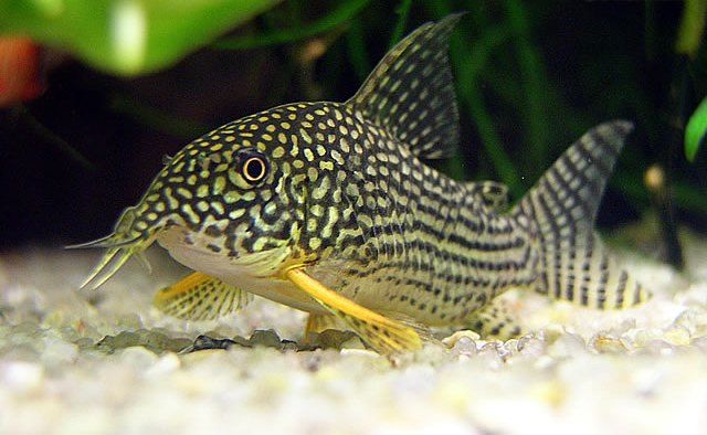 Corydoras sterbai