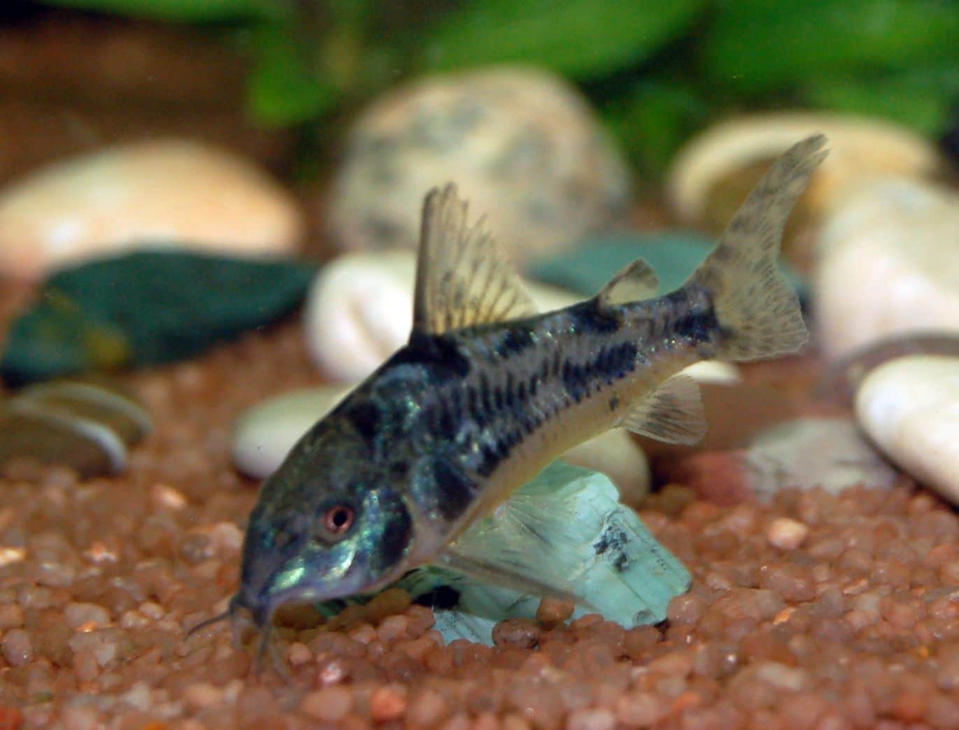 Accidental Spawning of Corydoras paleatus - Fish Care