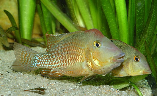 Geophagus care clearance