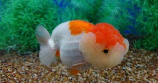 Goldfish Red-cap Ranchu