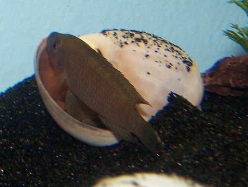 Male releasing sperm into shell during spawning.