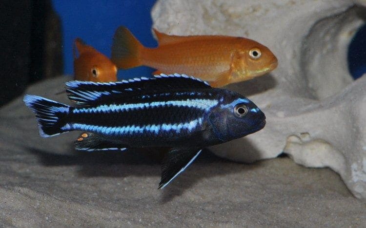 electric blue johanni cichlid female