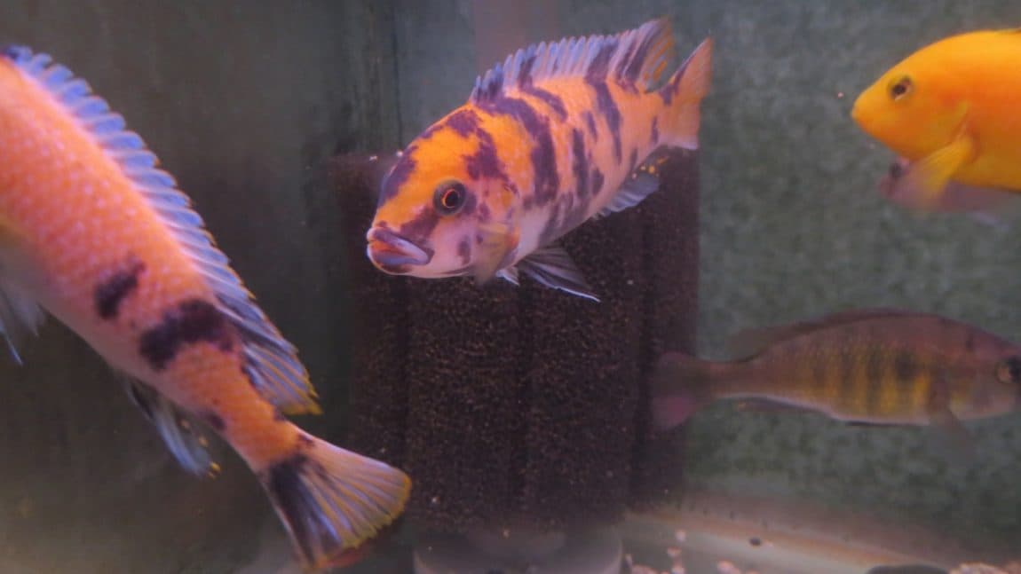 The Search for the Elusive "Marmalade Cat" Fish Care