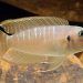 Symptoms of Dropsy in Betta Fish Fish Care