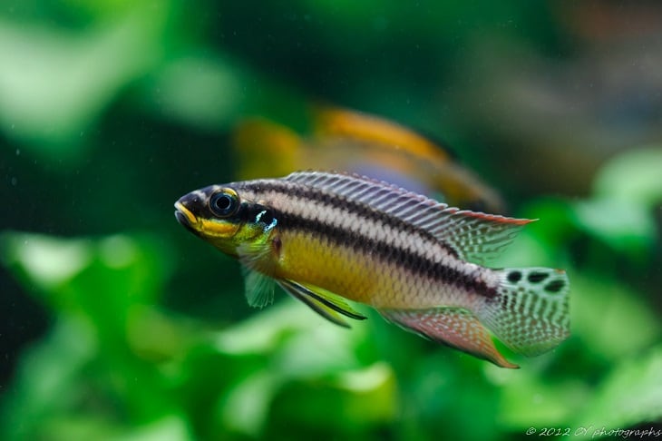 Kribs Pelmatochromis kribensis Fish Care