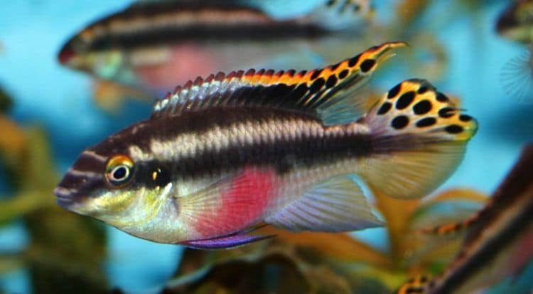 Kribensis cichlid care hotsell