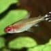 Symptoms of Dropsy in Betta Fish Fish Care