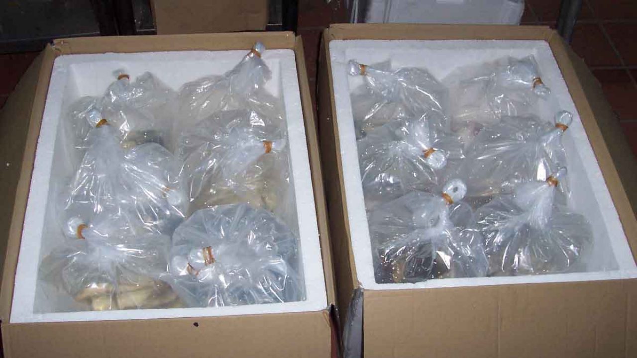 Shipping a Betta - the HB way - Fish Care Shipping a Betta - the HB way - Fish Care