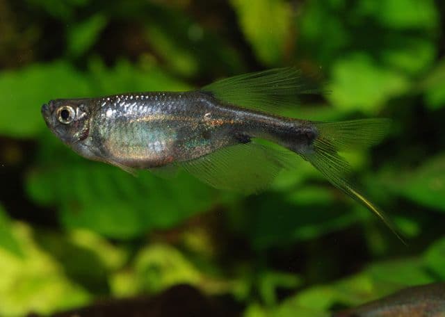 My experiences with Swordtail Characins - Fish Care