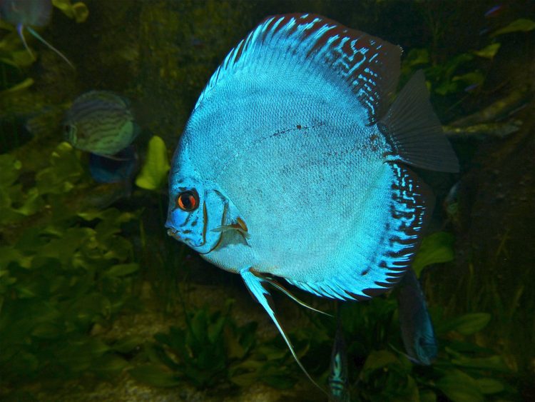 symphysodon discus