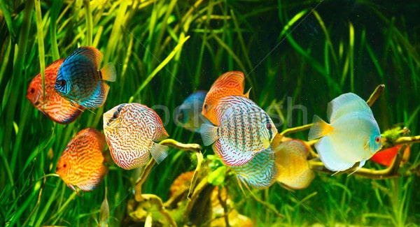 Breeding Symphysodon discus Fish Care