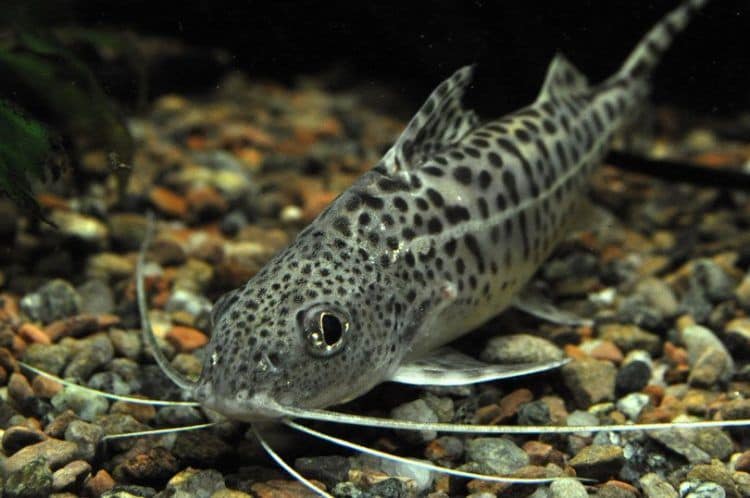 Synopetricola catfish