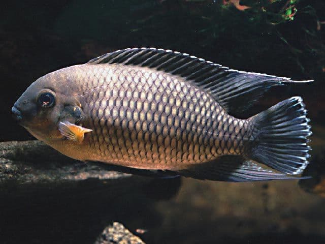 Tropheus? No and Yes - Fish Care