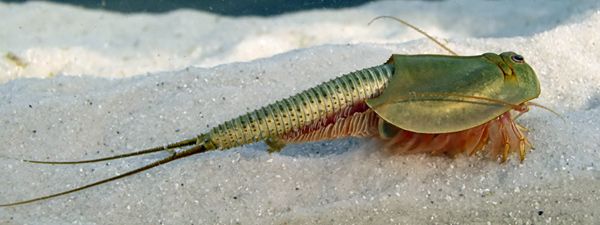 Triops in Aquarium: Care, Diet, and Breeding - Shrimp and Snail