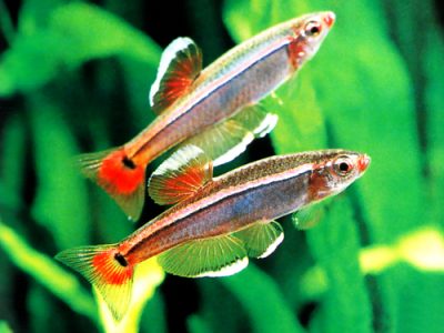 white sp minnow