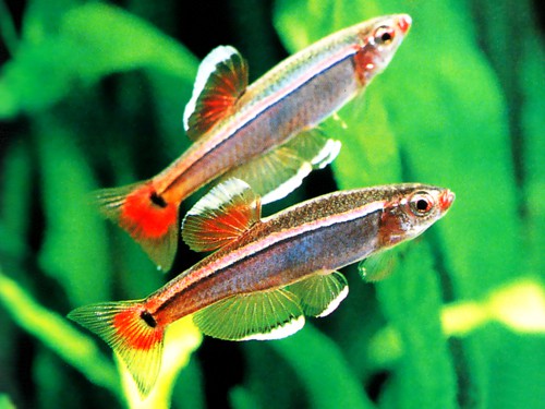 Fish Care: White Cloud Mountain Minnows - PetHelpful