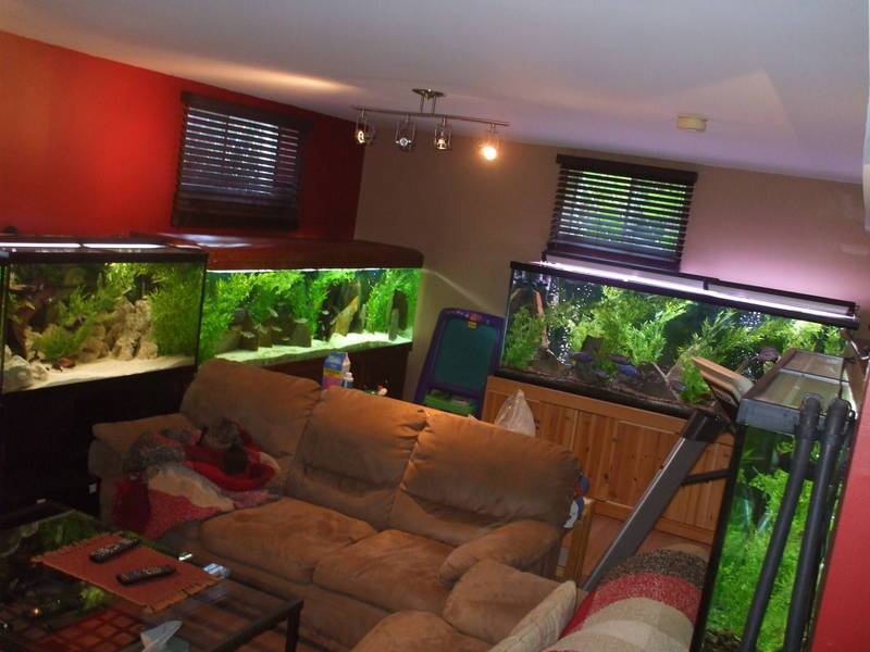 fish in living room hurricane