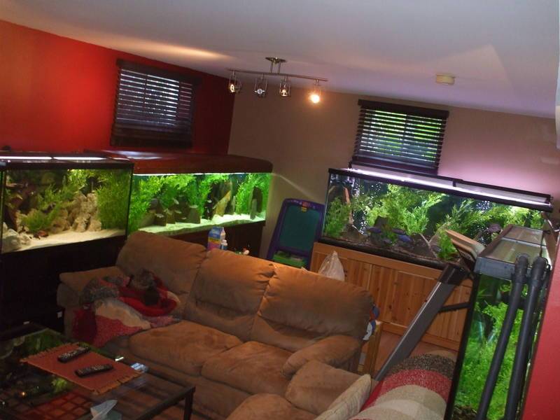 Our Living Room Is Actually A Fish Room! R/aquarium, 43% OFF