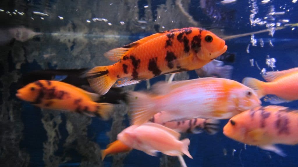 The Search for the Elusive "Marmalade Cat" Fish Care