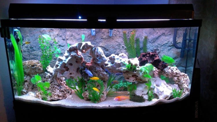 betta fish tank rocks