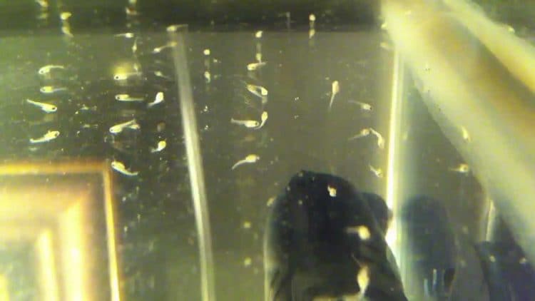 Micro worm for fish best sale