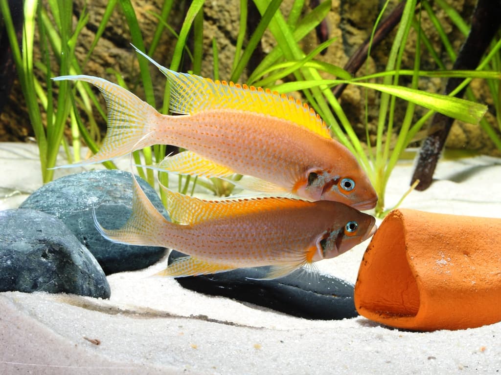 Совсем рыбы. Аквариумная рыбка принцесса Бурунди. Аквариумные рыбки Танганьика принцесса Бурунди. Neolamprologus pulcher Daffodil. Принцесса Бурунди Даффодил.