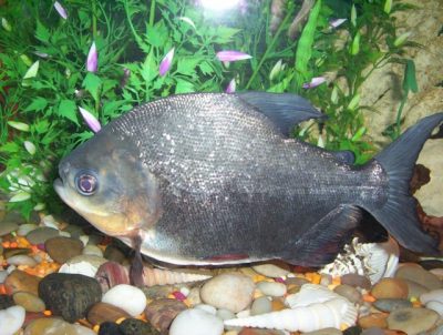 Pacu - A Giant Characin of the Amazon - Fish Care