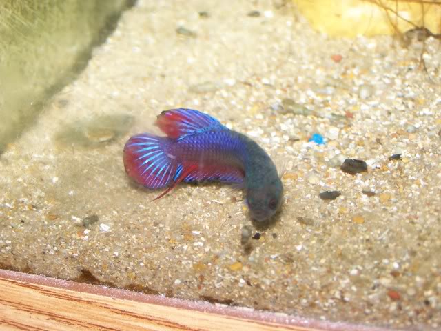 my betta