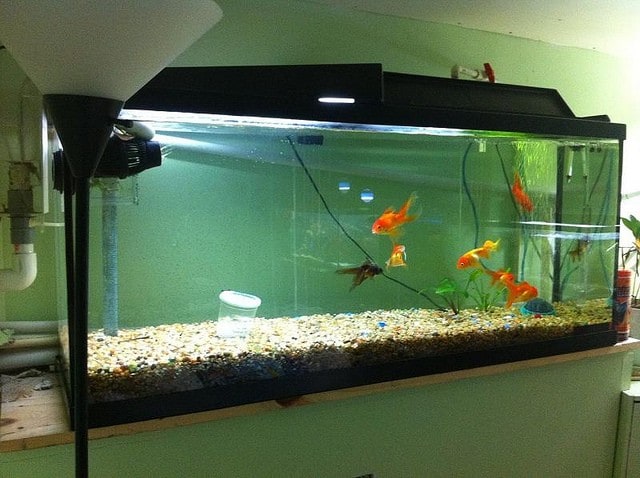 Tank Setup and Maintenance (a new concept) Fish Care