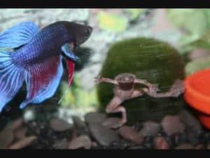 African Dwarf Frogs and Bettas - Fish Care