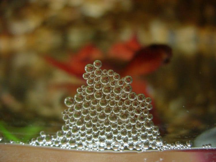 Fighter fish eggs outlet care