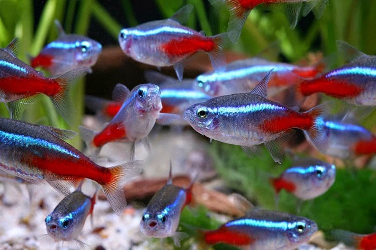 Betta fish hot sale and tetras