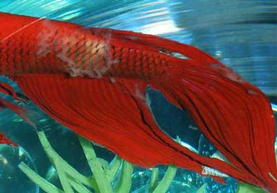 Complete Guide To Betta Fish Diseases And Treatment (with Pictures ...