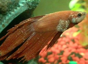 sick betta fish dropsy