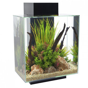 betta-fish-tank