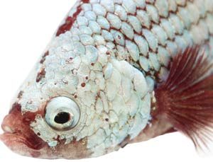 betta-fish-tuberculosis